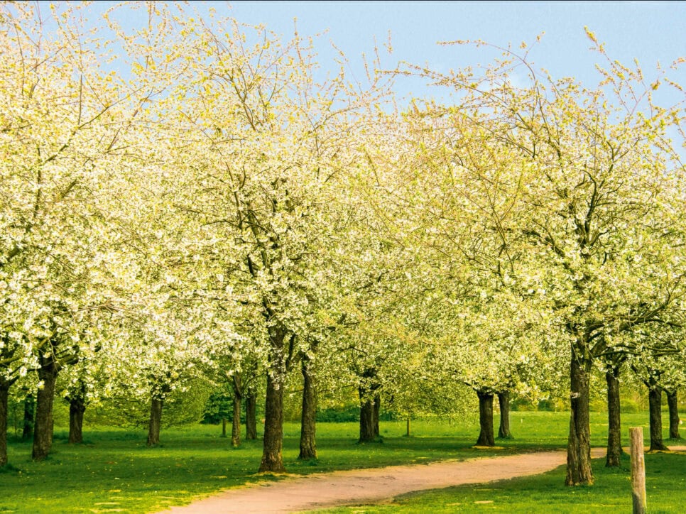 Suedstadt-Bult-Hiroshima-hain-e1640208444383